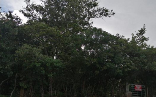 28142.Se Vende Amplio Lote en San Antonio de Escazú DE 4253 m2.Precio de oportunidad