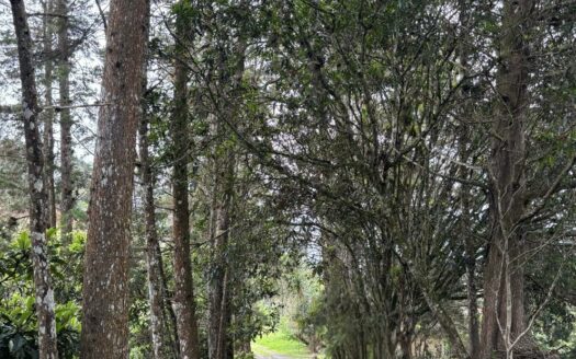 Oportunidad de Inversión: Propiedad de 49.000 m² en AguaCaliente, Cartago. Cod 134684