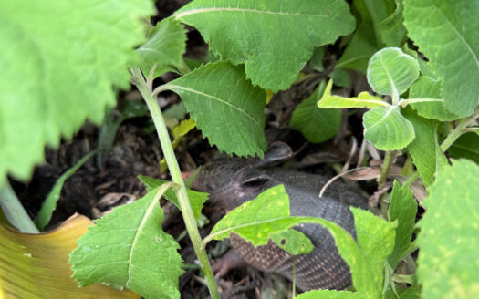 Venta de Finca de 104.371 m², Ideal para Agricultura y Ecoturismo por sus Vistas Panorámicas en Moravia COD 134939