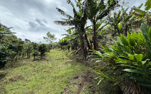 Venta de Finca de 104.371 m², Ideal para Agricultura y Ecoturismo por sus Vistas Panorámicas en Moravia COD 134939