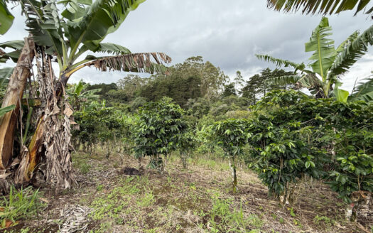 Venta de Finca de 104.371 m², Ideal para Agricultura y Ecoturismo por sus Vistas Panorámicas en Moravia COD 134939