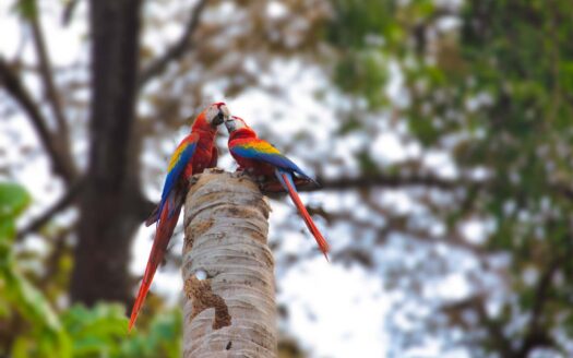 Oportunidad para Inversión-Apt Mountain View Precio: $278000-Punta Leona-Punta Esmeralda-Punta Leona-Playa Mantas-Código:140843