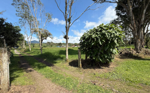 Venta de Terreno de 34.945 m2, Bastante Plano y en la Hermosa Zona Agrícola de Platanares de Moravia COD 141484