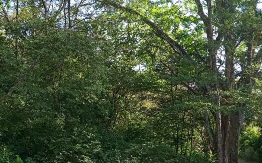 61 Ha con Vista al Mar y Río cerca de Marbella 🌿 COD: 143207