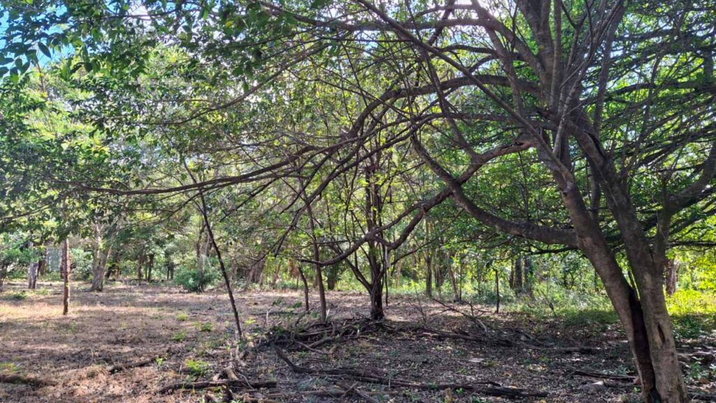 Características de la propiedad