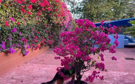 Exclusivo Mini Hotel Boutique en Jacó – Propiedad de Inversión Llave en Mano con Alta Rentabilidad Cod. 147283