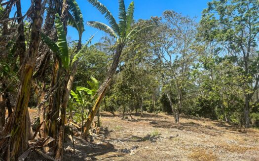 Lote En Venta En Naranjo Alajuela, Vista De Montaña Y Amplio Terreno.cod.148339